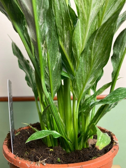 Spathiphyllum Diamond variegated Skrzydłokwiat z biało zielony liśćmi