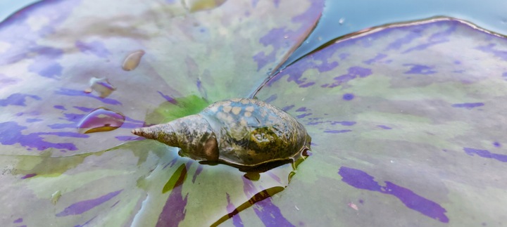 5 x Ślimak Błotniarka Stawowa Filtruje i oczyszcza Na Glony