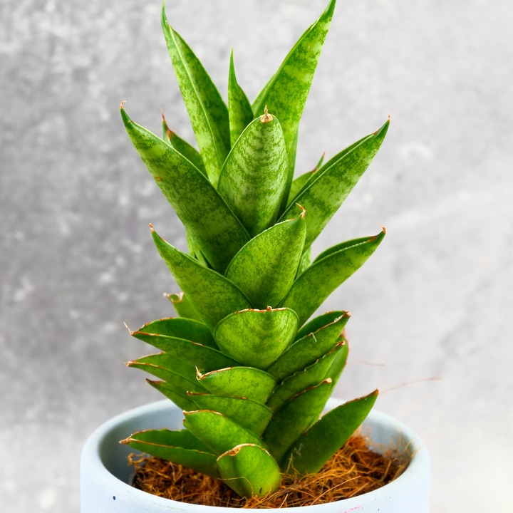 Sansevieria ''Starshooter'' Ø8cm kolekcjonerska niezniszczalna