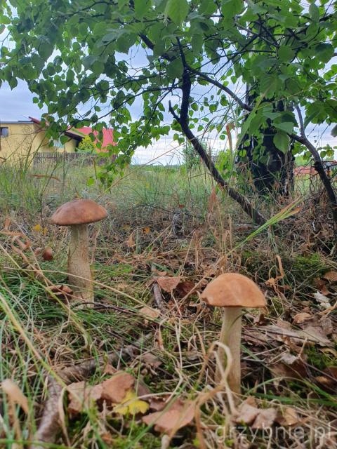 KOŹLARZ CZERWONY zagęszczona żywa grzybnia