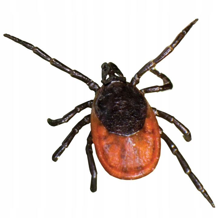 HAPPS Herbal krople na pchły i kleszcze dla psów dużych 20-40 kg, 4x4 ml