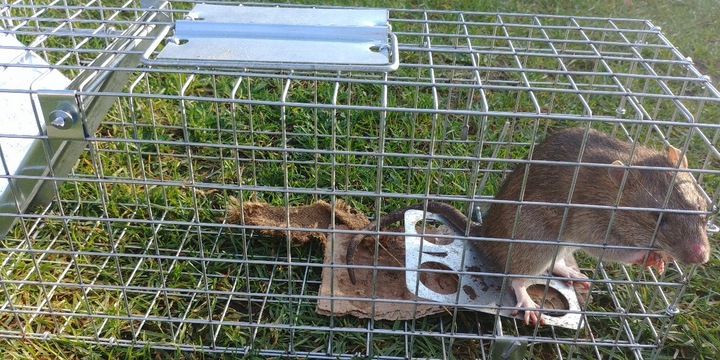 ŻYWOŁAPKA PUŁAPKA NA KUNY SZCZURY ŁASICE NORKI TCHÓRZE ŁASKI ŁAPKA