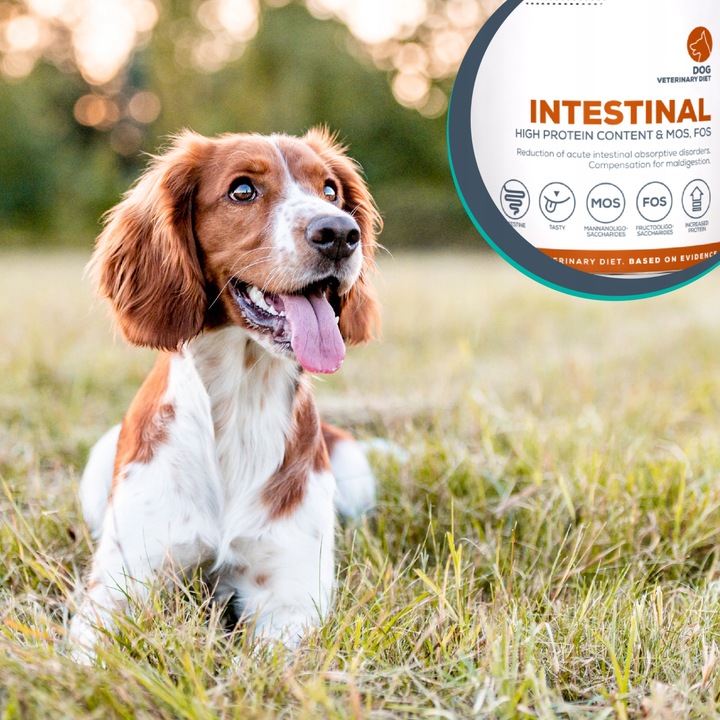 Mokra karma dla psów problemy z trawieniem Vet Expert Intestinal
