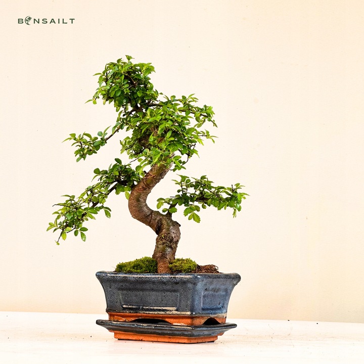 Drzewko Bonsai Wiąz Chiński 25–30 cm – Ulmus parvifolia P15 S