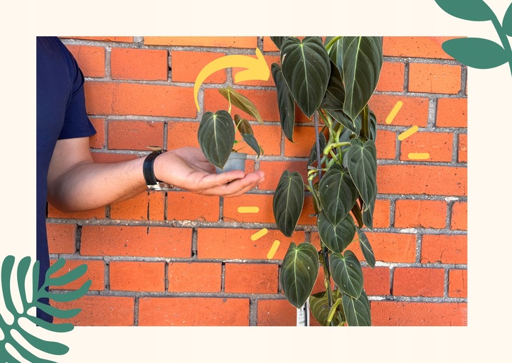 Liść laurowy przyprawa do kuchnii dodatek do zup