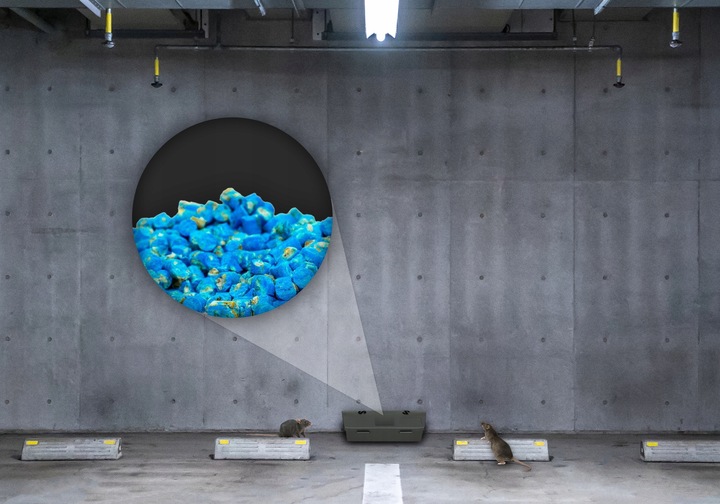 TRUTKA NA SZCZURY I MYSZY GRANULAT BRODIFAKUM NO PEST 1KG BARDZO SILNA