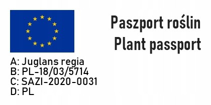 ORZECH WŁOSKI JACEK OGROMNE owoce 2 LETNI DUŻA SADZONKA