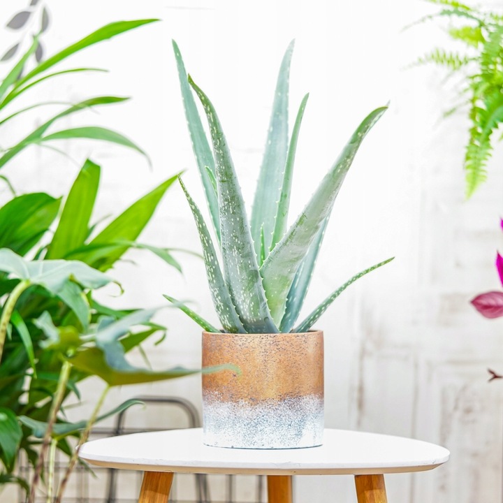 Aloe Vera NIEŚMIERTELNY ALOES Zwyczajny Domowa Lecznicza Roślina