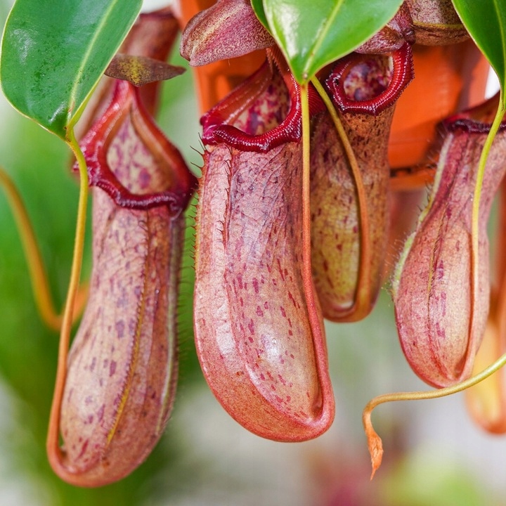 Specjalistyczne Podłoże Ziemia Do DZBANECZNIKÓW Mix PREMIUM