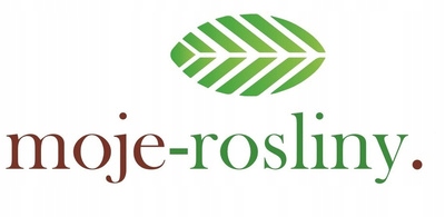 SKIMIA JAPOŃSKA Duże Sadzonki 1L 'Rubella'