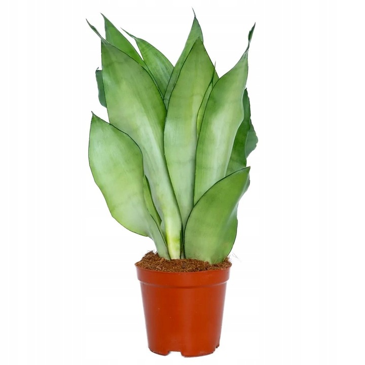 Sansevieria'Moonshine' KSIĘŻYCOWA PIĘKNOŚĆ Sansewieria Wytrzymały