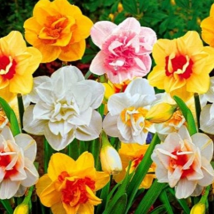 NARCYZ pełny cebulki DOUBLE MIXED pełne kwiaty 20 szt. + GRATIS