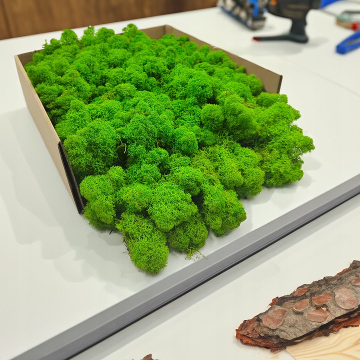 Mech Chrobotek Reniferowy - Fiński - Oczyszczony - Jasnozielony - 500g