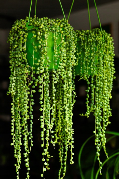 SENECIO rowleyanus STARZEC ROWLEYA D6cm ZIMOWE ZABEZPIECZENIE
