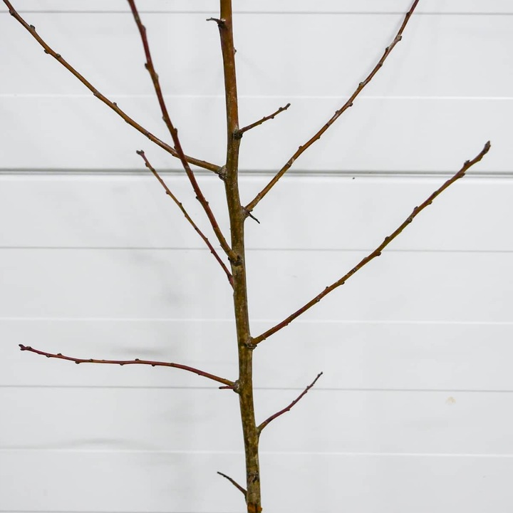 SADZONKI DRZEWKA OWOCOWE ŚLIWA WĘGIERKA ZWYKŁA SAMOPYLNA ODMIANA