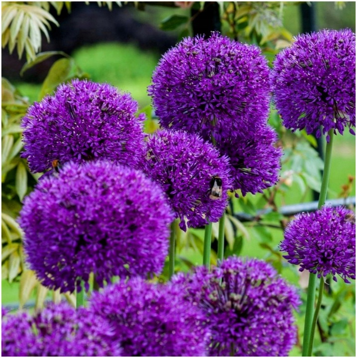 CZOSNEK ozdobny OLBRZYMI cebulki FIOLETOWY GLADIATOR 5 szt. + GRATIS