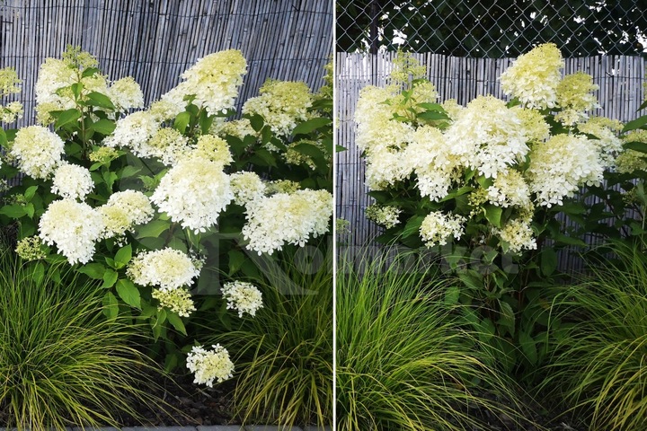 Podpora Obejma 10szt do Kwiatów Hortensji Ring Podpory Roślin Pędów Czarna