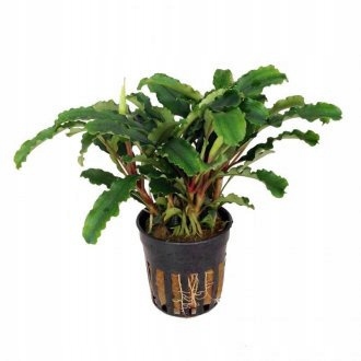 Bucephalandra sintang Koszyk Holandia Ø 5,5 cm