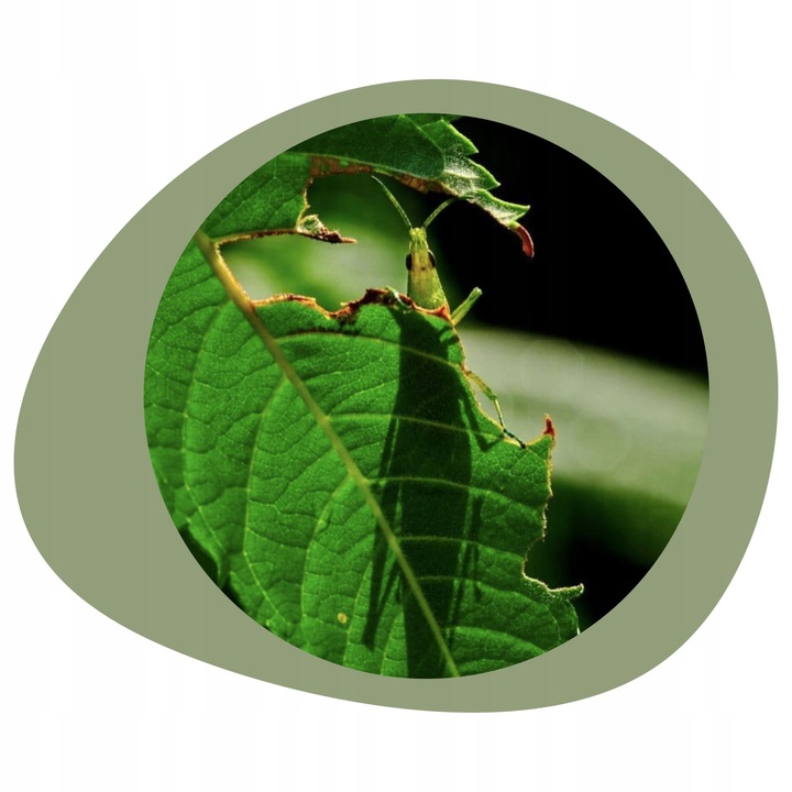 COMPO 2w1 NA CHOROBY I SZKODNIKI - MSZYCE PRZĘDZIORKI WCIORNASTKI