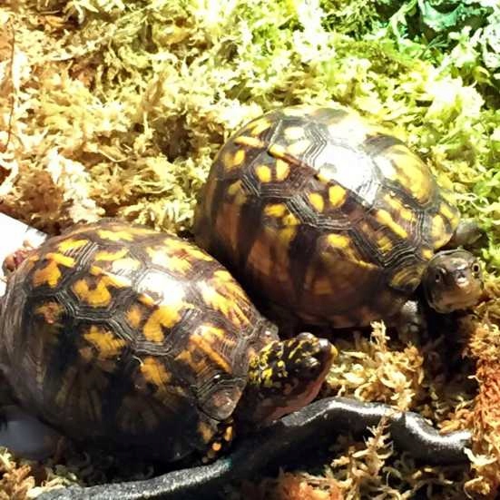 Podłoże do storczyka 100g Spagmoss sphagnum mech torfowiec