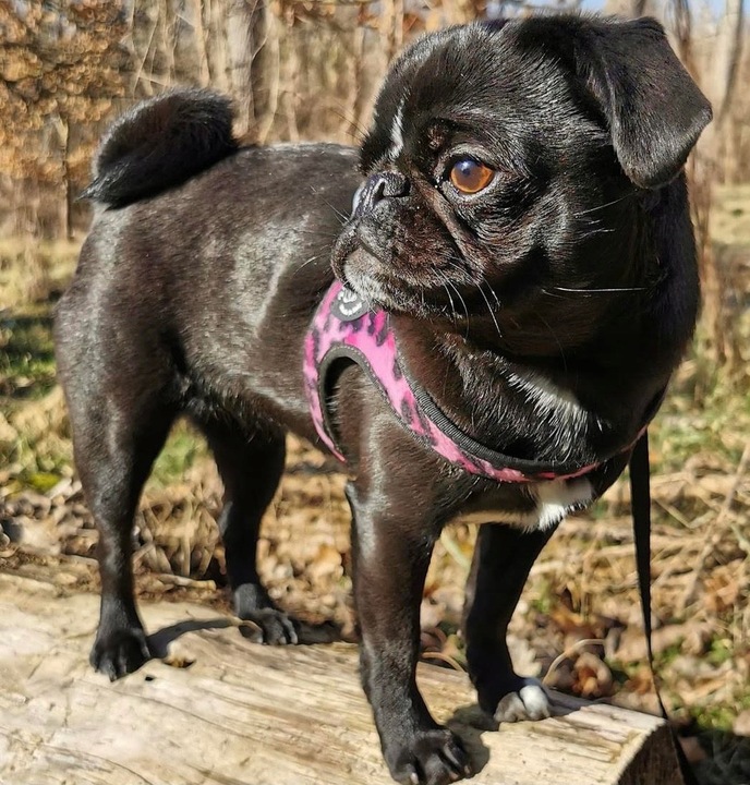 SZELKI dla dużego kota 38-48cm do 6kg Brytyjski TRE PONTI Leopard różowe