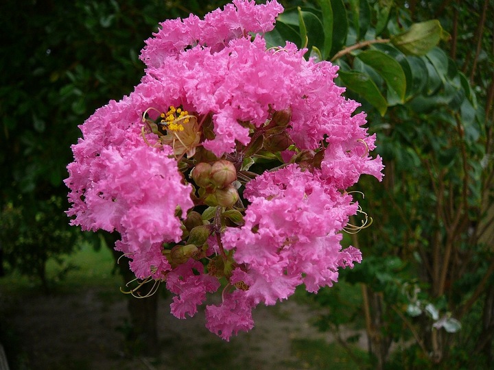 LAGERSTROEMIA INDICA NAJDŁUŻEJ KWITNĄCY KRZEW ŚWIATA PINK RÓŻOWA
