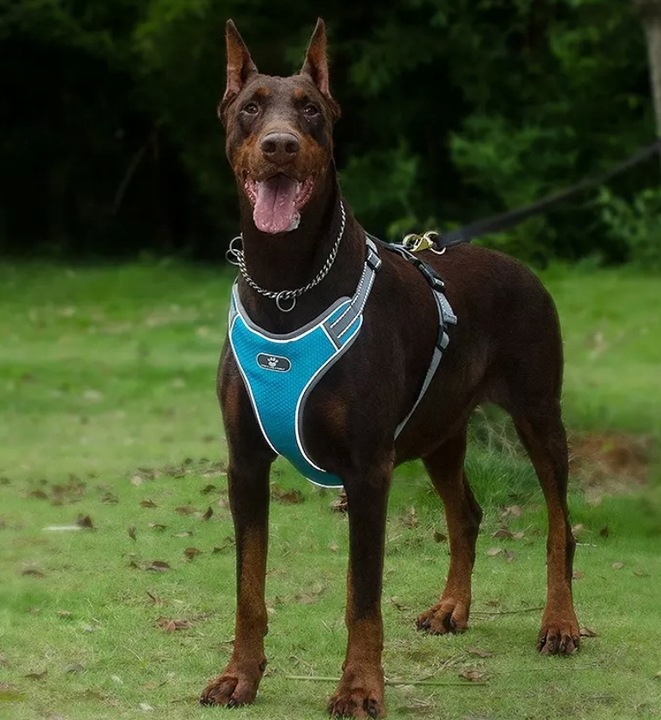 SZELKI DLA PSA MOCNE TYPU GUARD SPACEROWE BEZUCISKOWE REGULOWANE rozmiar M