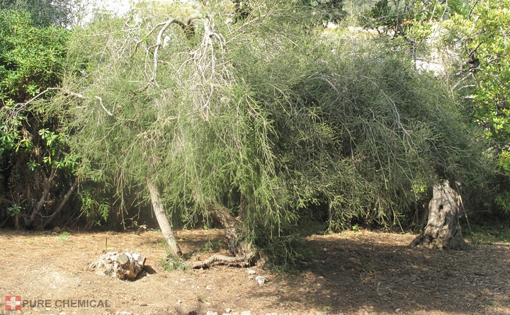 OLEJEK HERBACIANY Z DRZEWA HERBACIANEGO 100ml