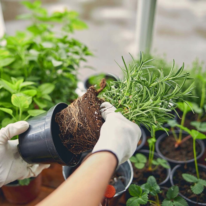 Włókno kokosowe 5kg - TORF W KOSTCE brykiet 60L podłoże kokosowe do