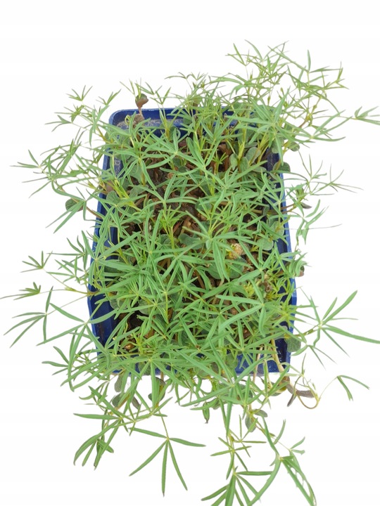 Łubin wąskolistny 25kg GORZKI