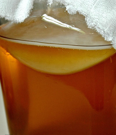 Kombucha, Grzyb Herbaciany 1 szt.