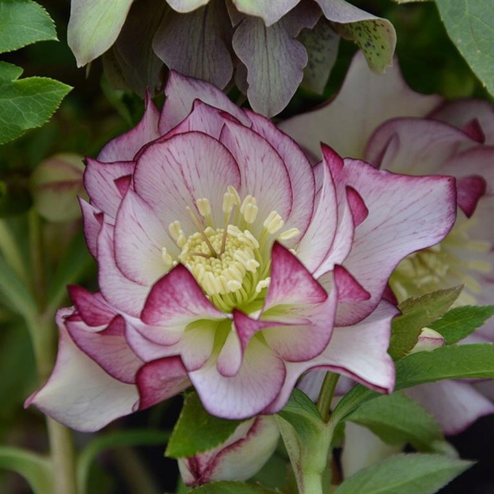 CIEMIERNIK HELLEBORUS DOUBLE ELLEN PICOTEE sadzonka 2 letnia doniczka