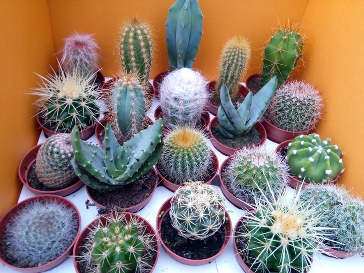 Kaktus mix zestaw 10 sztuk