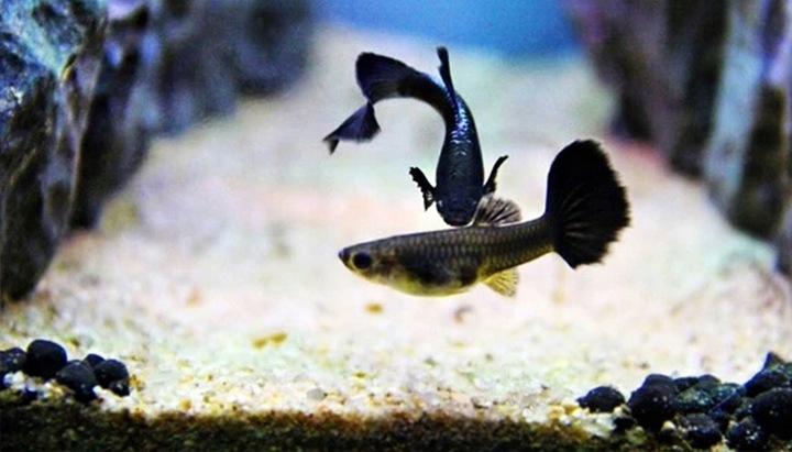 Czysty Piasek Kwarcowy do Akwarium 0,5-1,2 25KG