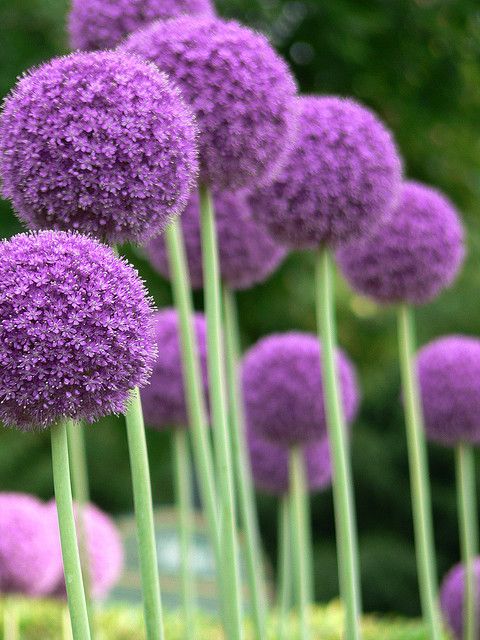 ALLIUM CZOSNEK OLBRZYMI OZDOBNY MIX cebulki 20 szt. + GRATIS