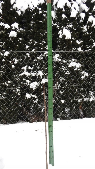 OSŁONKA NA DRZEWKA OPASKA NA PIEŃ 100cm ! 10 szt