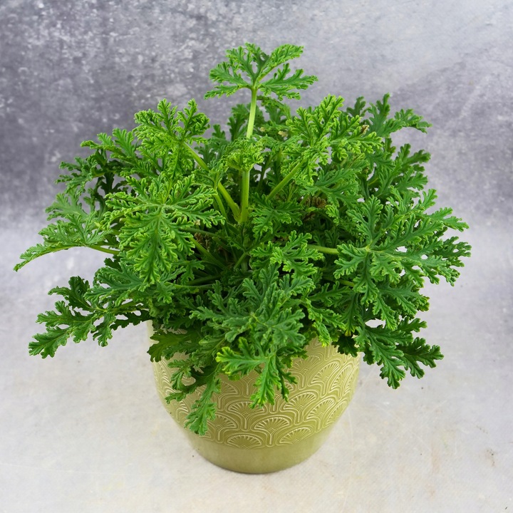 Geranium Anginka PELARGONIA Mosquito Fighter | Intensywny zapach D12cm