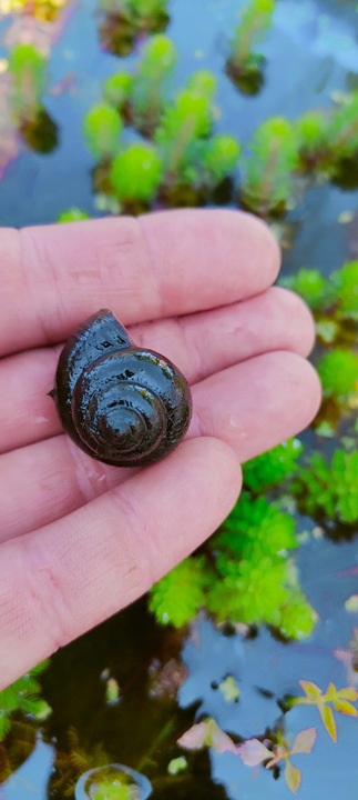 5 x Ślimak do oczka Żyworodka pospolita Filtruje