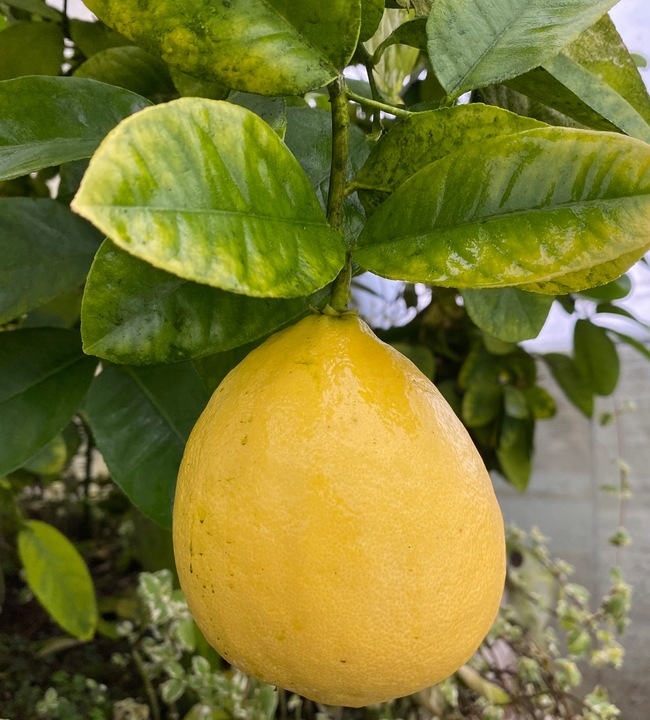 CYTRYNA SKIERNIEWICKA Cytrus