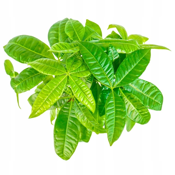 Pachira Aquatica DRZEWKO SZCZĘSCIA I Pieniędzy - Sekrety Feng Shui Dla