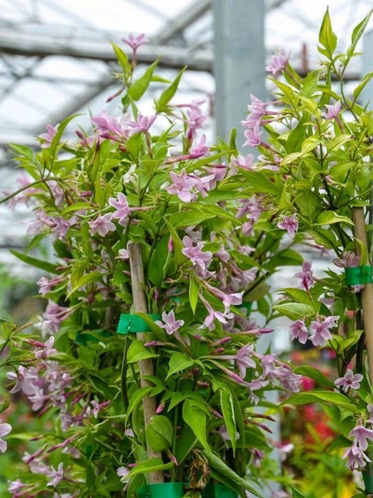 JAŚMIN STEFANA - CUDOWNIE PACHNĄCE PNĄCZE - 3 LETNIA SADZONKA 40-50CM