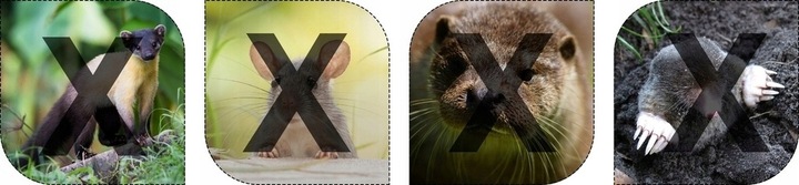 SKUTECZNY ODSTRASZACZ ULTRADŹWIĘKOWY GRYZONI MYSZY SZCZURÓW KUN