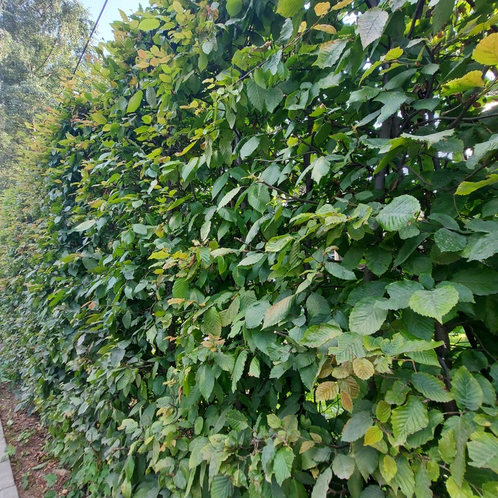 Grab pospolity sadzonki idealne do tworzenia żywopłotów 60-100cm