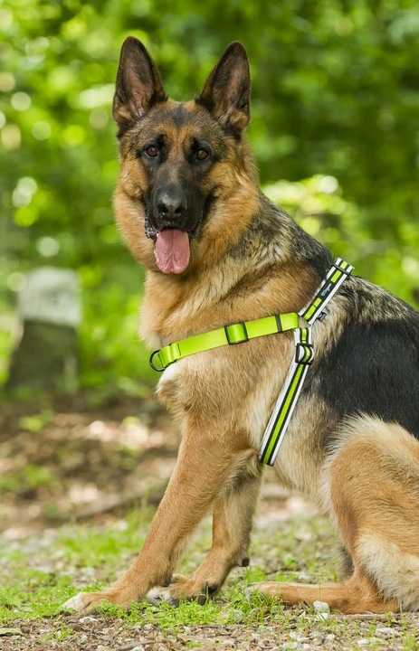 Szelki treningowe dla psa typu easy walk, ODBLASKI