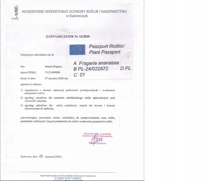 TRUSKAWKA TRUSKAWKI SADZONKI TRUSKAWEK DONICZKOWANA GIGANT