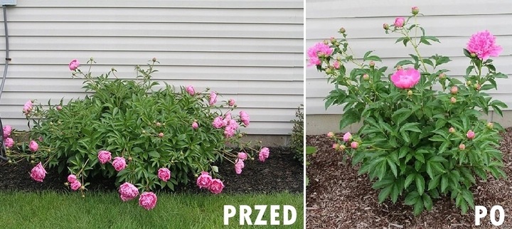 Obejmy Podpora Obejma do Hortensji Kwiatów 10szt