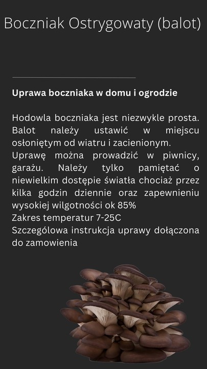 BOCZNIAK BOCZNIAKI BALOT uprawa w DOMU grzybnia