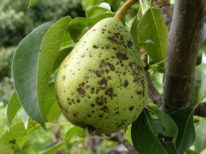 MOCZNIK 4KG NA JESIENNY OPRYSK PARCH JABŁONI NAWÓZ