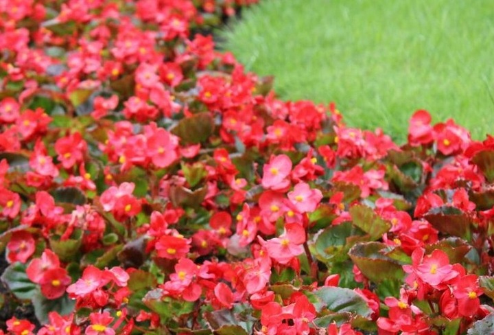 ZIEMIA UNIWERSALNA Do KWIATÓW warzyw OGRODOWA 65L Z NAWOZEM wysiew