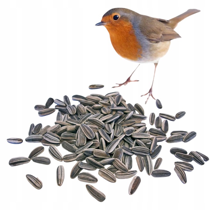20kg Słonecznik Czarny nie Łuskany Ziarno na Zimę Karmnik dla Ptaków Champi